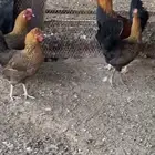 دجاج بلدي شمسي