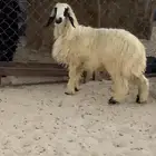 للبيع خروف عربي