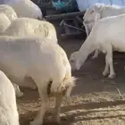 ضان حرش صنف دفيع