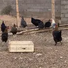دجاج بياض
