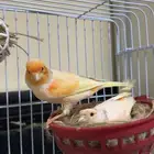 زوج كناري