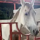 حصان جزيري للبيع