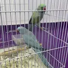 بغبغان  درة لاتينو اللون أزرق