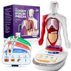 نموذج جسم الانسان