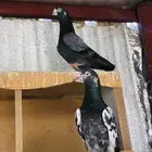 تم البيع تيدي شينا أساس