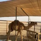 قعود العمر 5شهور وطيب