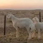 جذع طلي طيب