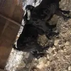 2 تيوس للبيع