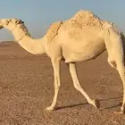 ابل للبيع . بكار وضح . عشاير . ضرايب