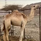 للبيع بكره