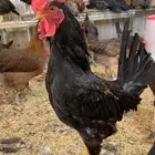 ديك عربي مكاحيل