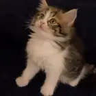 قطط
