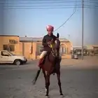 فرس واهو لقح