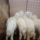 طليان حريه للبيع