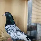 تم البيع تيدي رويال أساس فواخر