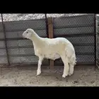 مشروع فحل حري ماشاءالله