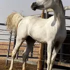 حصان واهو