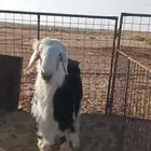 جذع نجدي