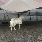 فحل حري أبرص منتج