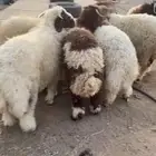 خرفان نعيم طيبه شعره وطرف وضهر شي صلاة نبي مقفله