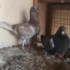 حمام زاجل سباق قوى شهايد نسب قويه معروفة