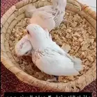 فروخ البينو حجم جامبو
