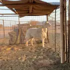 مشروع فحل صنف جذع
