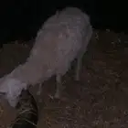 جذعه طيبه العدال وسط