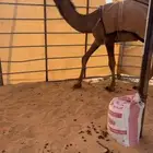 للبيع بكره شعلا غرنوقيه