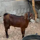 عنز شحم. تم البيع