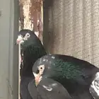 تم البيع تيدي شينا أساس منتج