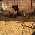 رخال نعيم