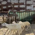 رغوث حرية متاومة