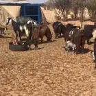 معزا خلفات متاويم