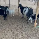 معزا خلفات