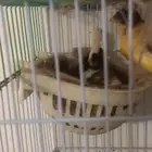 كناري جوز والذكر تقريد تحتهم ولد