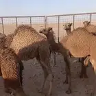 حشوان وقعدان لباني حلات ماتبي للبيع