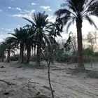 نخل