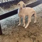داغور خروف