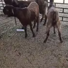 عنز مضرع ومعاها بناتها 2 توم جاهزات