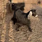 معزا حيل طيبات ب الحيل فل شحم