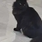 اللي ضايعله قطه يتواصل معاي