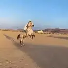 حصان شعبي