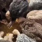 للبيع دجاج  و رومي