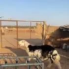 مشروع فحل نجدي صنف شق توم شرط