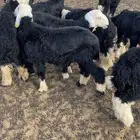خرفان نجد