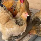 دجاج براهما بوف اصول خوارج