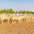 غنم رخال حريات جذعات صنف العدد 21