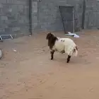 خروف