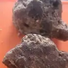 عنبر. حوت